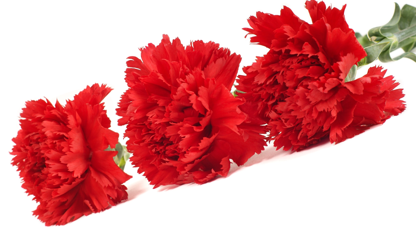 Drei rote Nelken, Symbolbild '1. Mai'. Erschienen in metallzeitung 5/2015.